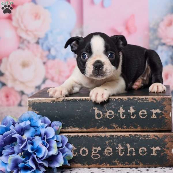 Jay, Boston Terrier Puppy